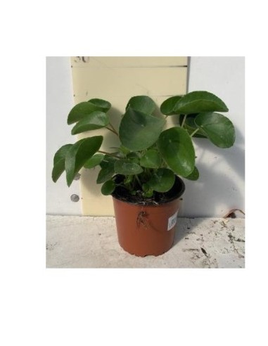 Pilea Peperomioides Planta de Interior Fácil Cuidado Planta del Dinero Endanea Garden