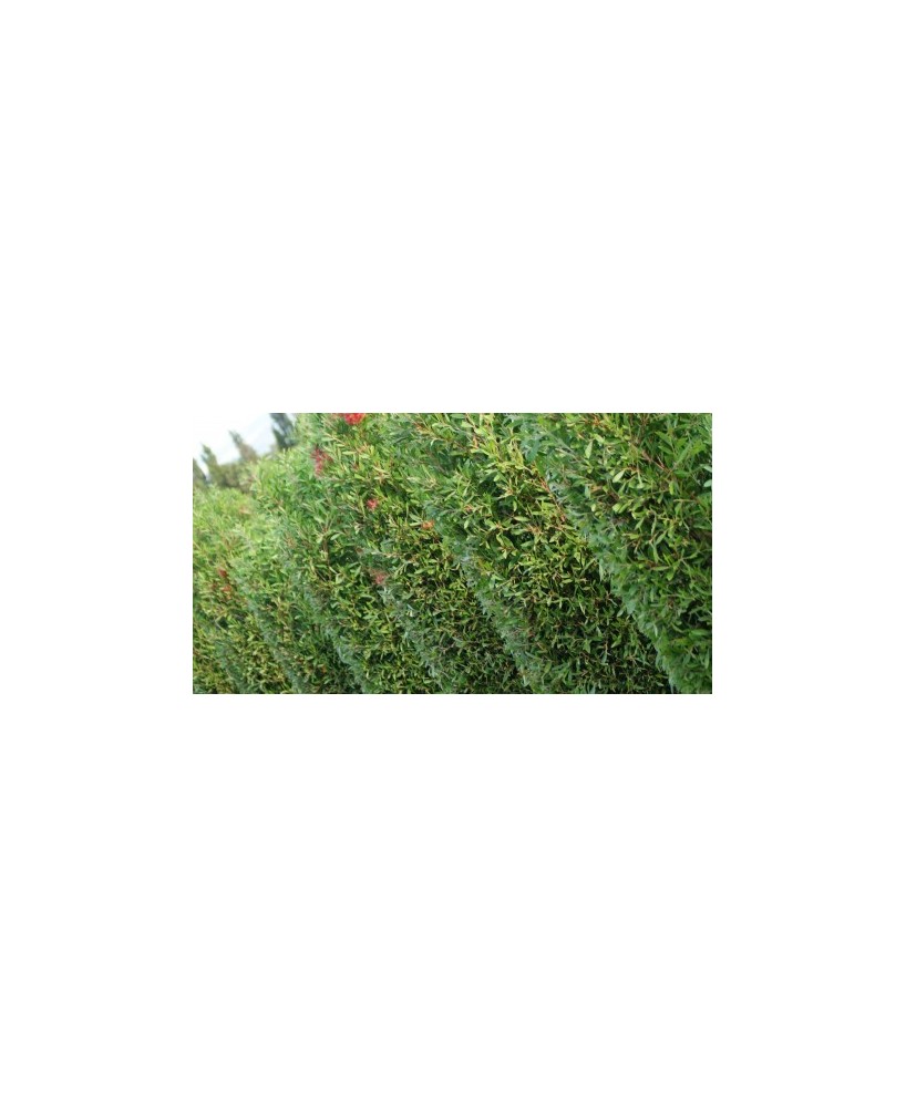 Callistemon Leavis C25 - Planta Botella de Cepillo Roja | Endanea Garden

