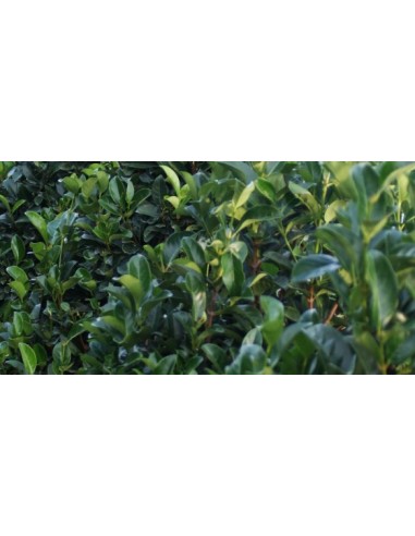 Viburnum Tinus Gwenllian C25 7.5L  Arbusto Perennifolio Resistente y Florido | Endanea Garden

