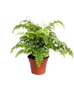 ADIANTUM RAD FRAGRANS