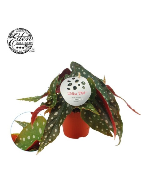 Begonia Foliage Maculata M12 planta de interior con hojas únicas y fáciles de cuidar

