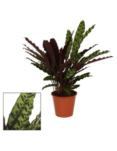 CALATHEA INSIGNE LANCIFOLIA M17