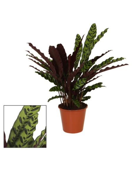 CALATHEA INSIGNE LANCIFOLIA M17