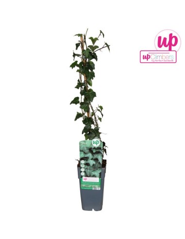 HEDERA HELIX M15