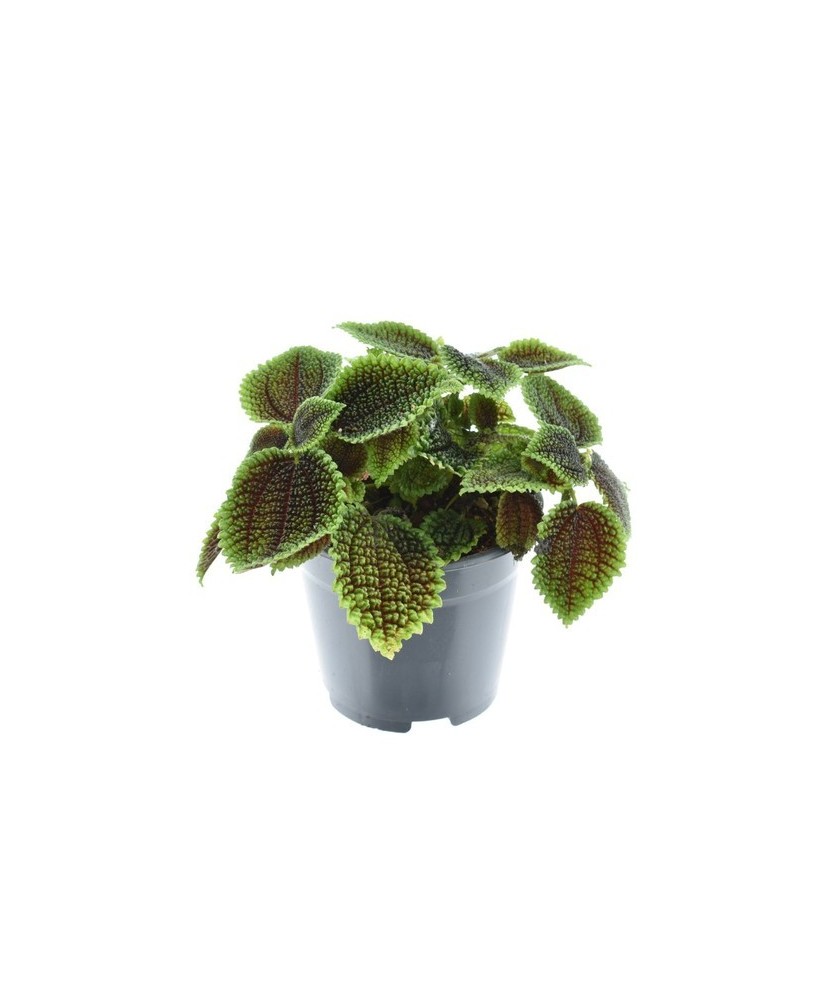 Pilea Moon Valley | Planta de Interior con Hojas Texturizadas y Fácil Cuidado

