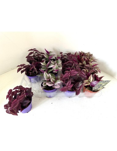 Tradescantia Mix planta ornamental hojas coloridas interior exterior fácil cuidado