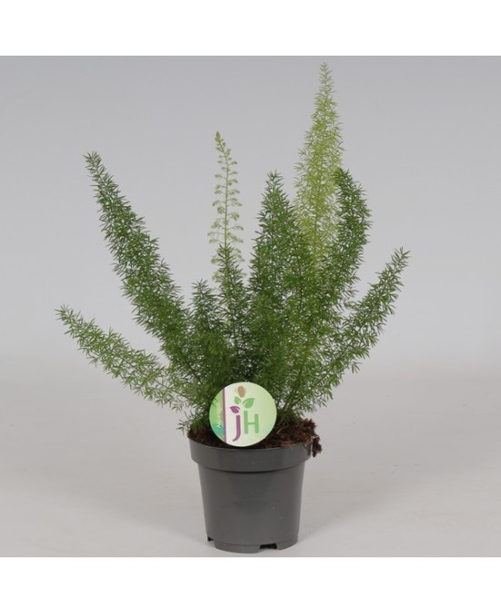Asparagus Densiflorus 'Myers'  Planta Espárrago Cola de Zorro | Endanea Garden

