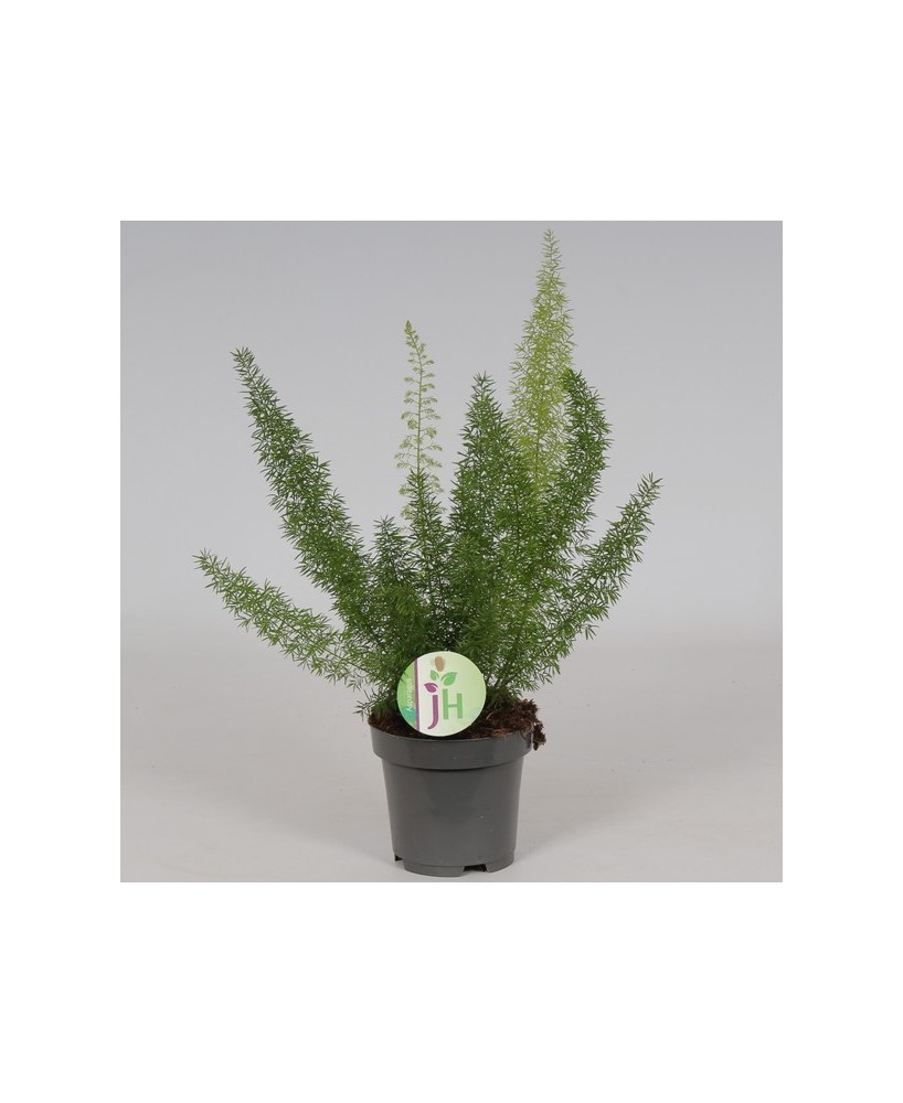 Asparagus Densiflorus 'Myers'  Planta Espárrago Cola de Zorro | Endanea Garden

