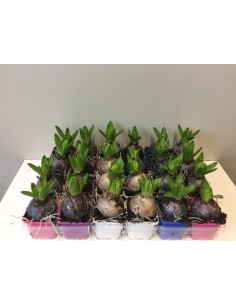 Hyacinthus Mix  Bulbos de Jacinto con Flores Vibrantes y Aroma Intenso | Endanea Garden

