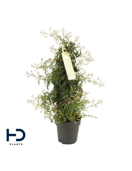 Jasminium Polyanthum Column  Planta Trepadora Aromática y Elegante | Endanea Garden

