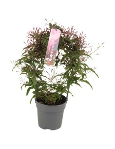 JASMINIUM POLYANTHUM PASSION DARK PINK