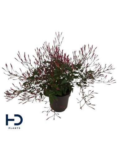 Jasminium Polyanthum Passion Dark Pink Bush  Jazmín Rosado Aromático | Endanea Garden

