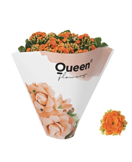 KALANCHOE BLOSS ORANGE M12 NARANJA