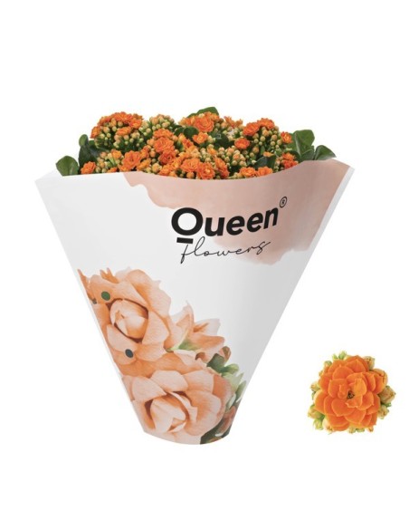 KALANCHOE BLOSS ORANGE