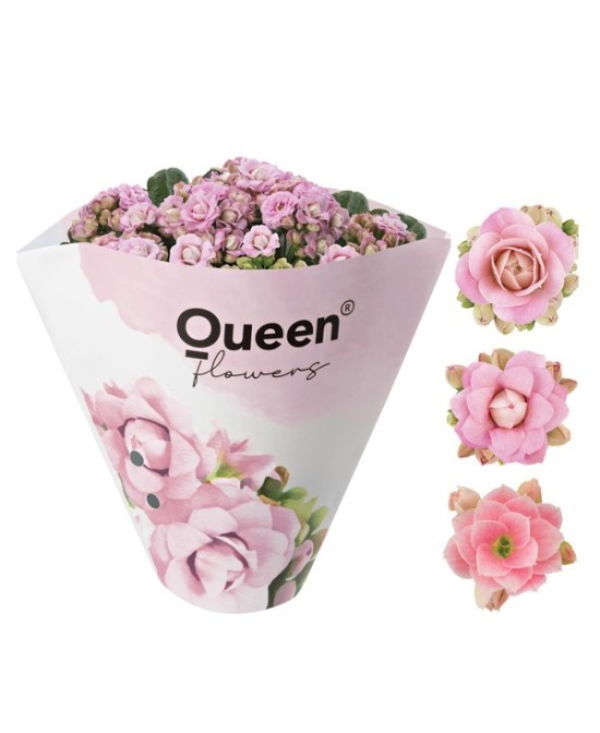 KALANCHOE BLOSS PINK M12 ROSA