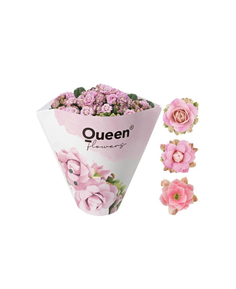 KALANCHOE BLOSS PINK M12 ROSA