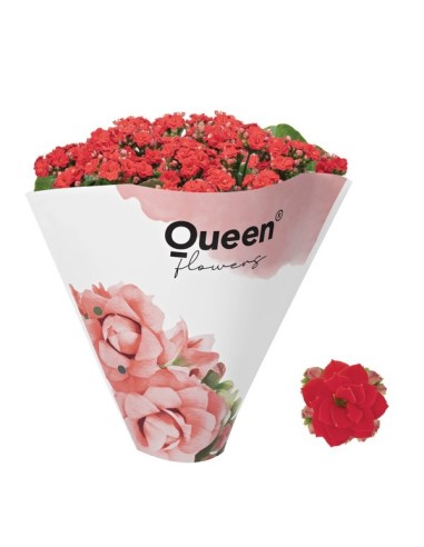 Kalanchoe Bloss Red planta suculenta con flores rojas para interior y exterior