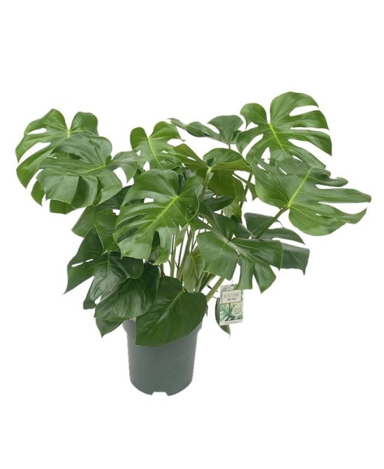 Monstera deliciosa planta interior costilla de Adán hojas grandes Endanea Garden

