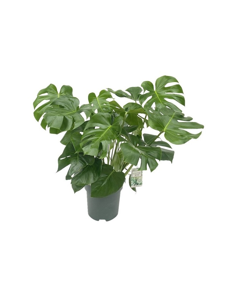 Monstera deliciosa planta interior costilla de Adán hojas grandes Endanea Garden

