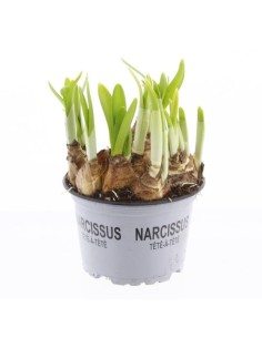Narcissus Tete a Tete - Bulbos Amarillos de Primavera | Endanea Garden

