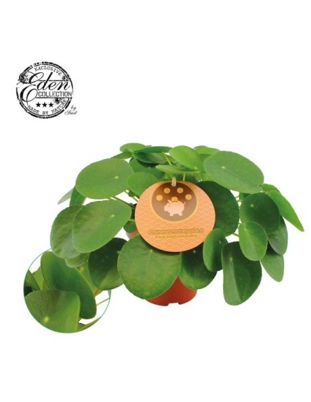 PILEA PEPEROMIOIDES