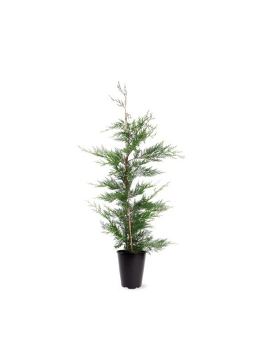 Leylandii C10L  Seto Denso y Resistente para Jardín | Endanea Garden


