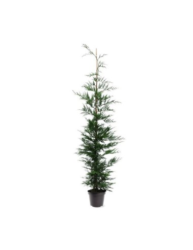 Leylandii C5L  Árbol para Setos Rápidos y Privacidad | Endanea Garden

