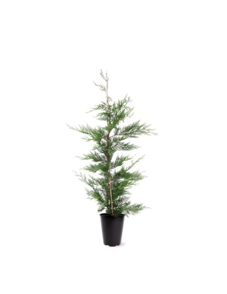 Leylandii C14 100-125 cm  Árbol Perenne para Setos y Privacidad | Endanea Garden

