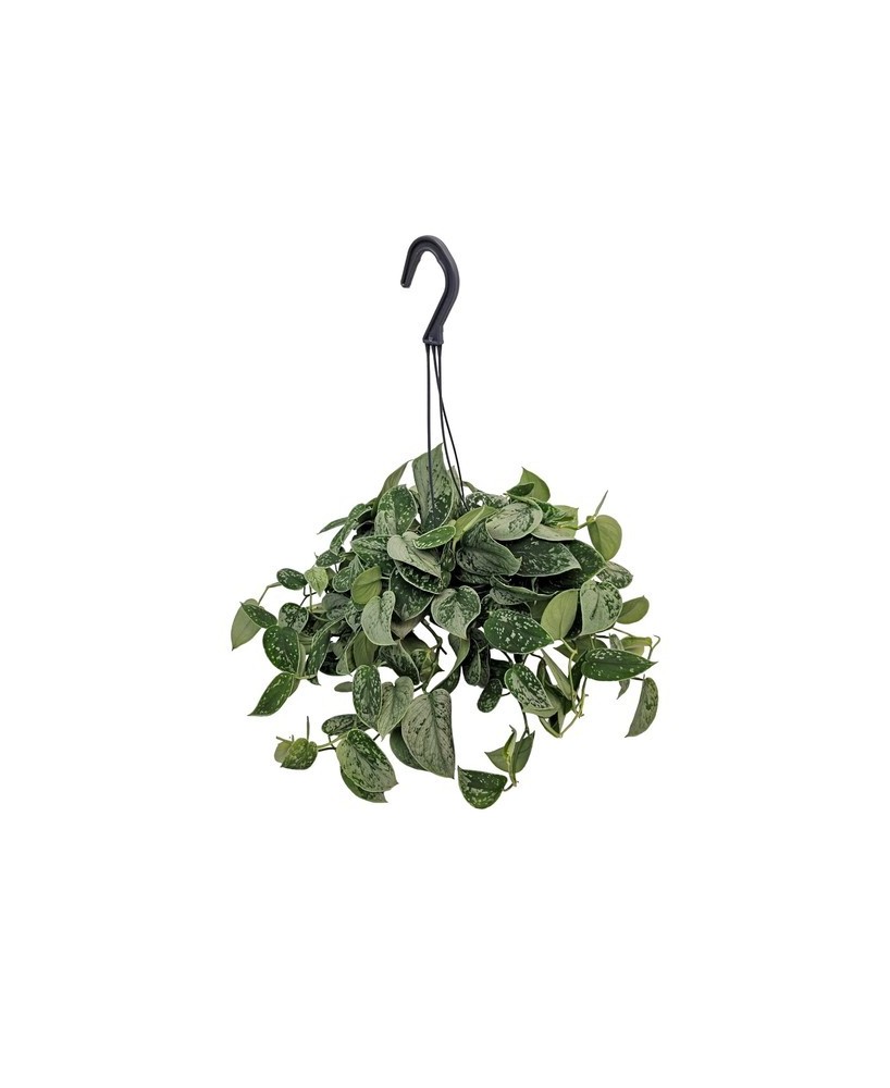 Scindapsus planta de interior fácil cuidado purifica aire decoración natural

