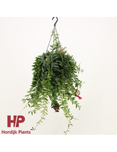 Aeschynanthus Mona Lisa | Planta Colgante con Flor Roja para Interior
