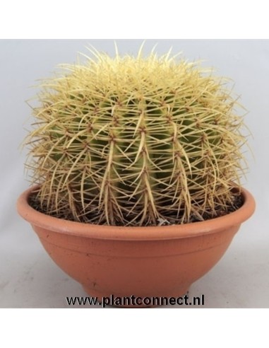 Echinocactus grusonii | Cactus Esférico de Oro decorativo

