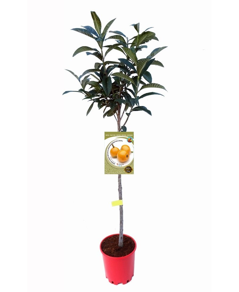Níspero del Japón 10L - Árbol Frutal Dulce y Resistente para Jardines

