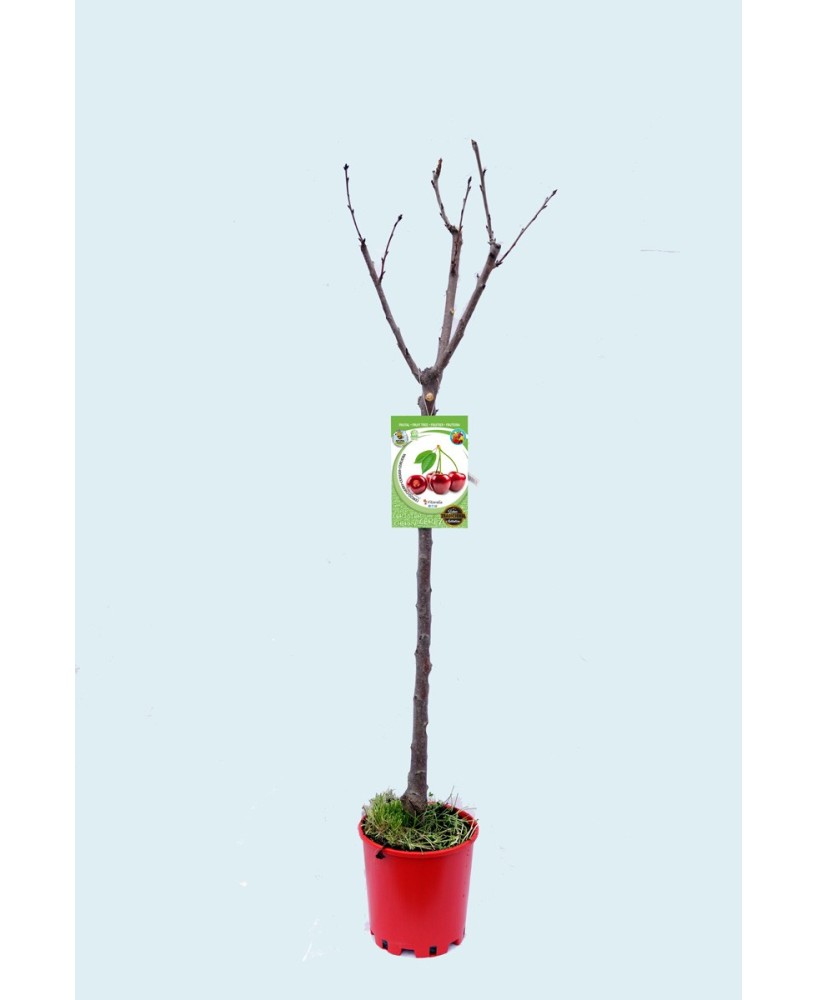 Cerezo Lapins C10L Autofértil | Cerezas Grandes y Dulces - Endanea Garden

