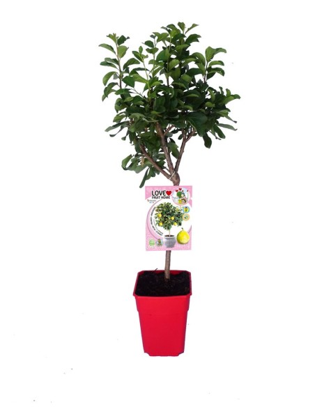 Ciruelo Enano  Árbol Frutal Compacto para Jardines y Huertos Urbanos | Endanea Garden

