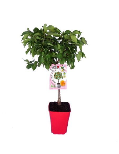 Albaricoque Enano | Árbol Frutal Compacto y Productivo para Jardín y Terraza

