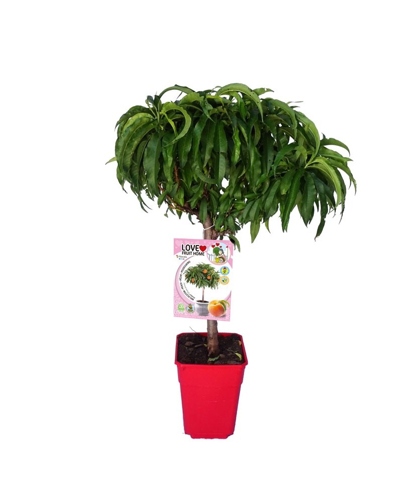 Melocotón Enano | Árbol Frutal Compacto y Fácil de Cultivar para Jardines y Terrazas

