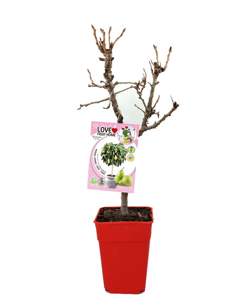 Peral Enano | Árbol Frutal Compacto y Fácil de Cuidar para Jardín y Terraza

