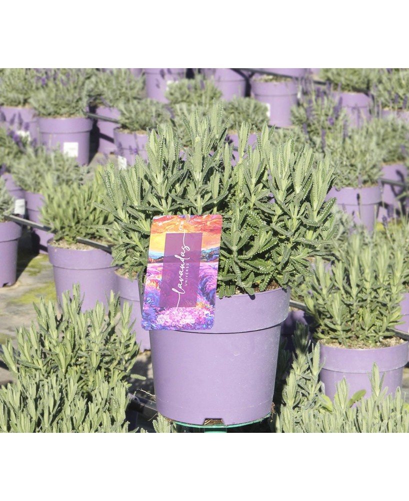 Lavanda Dentata M17 - Planta Aromática Resistente para Jardines | Endanea Garden

