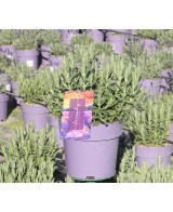 Lavanda Dentata M17 - Planta Aromática Resistente para Jardines | Endanea Garden

