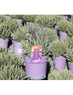 Lavanda Galáctica Blue M17 | Flor Azul Aromática  Endanea Garden

