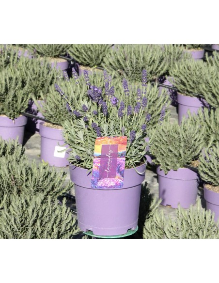 Lavanda Galáctica Blue M17 | Flor Azul Aromática  Endanea Garden

