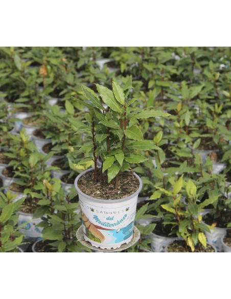 Mentha M13  Planta de Menta Fresca y Aromática | Endanea Garden

