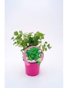 Cilantro M13 - Hierba Fresca y Resistente para Huertos Urbanos | Endanea Garden

