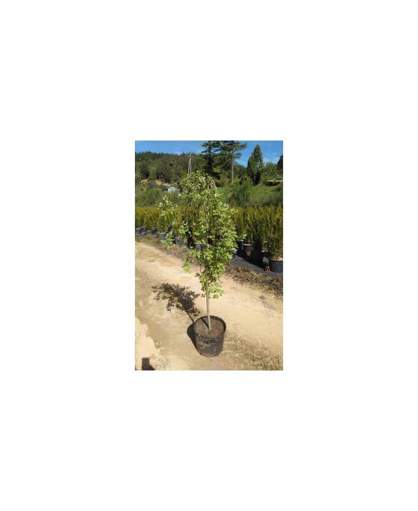 Salix Babylonica Pendula M25/10L - Sauce Llorón Ornamental | Endanea Garden


