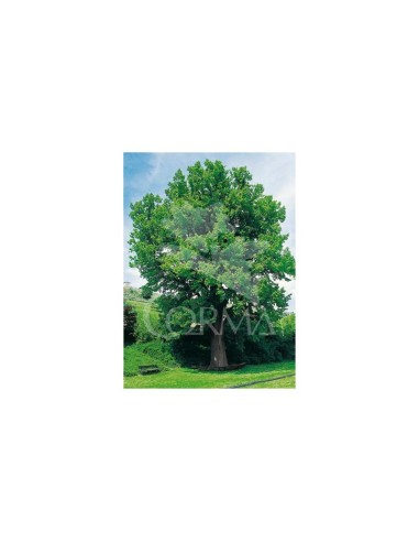 Tilia Cordata C25 - Árbol Majestuoso para Jardines Grandes | Endanea Garden

