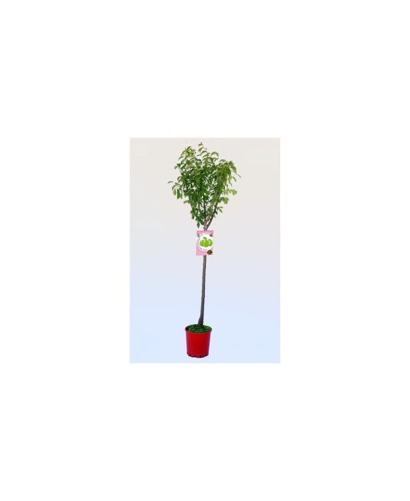 Prunus pisardii M25/10L  Árbol Ornamental de Follaje Púrpura y Flores Rosadas | Endanea Garden

