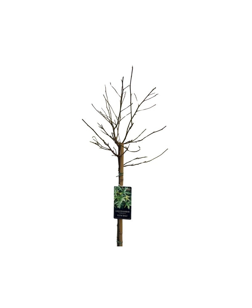 Liquidambar styraciflua M25/10L  Árbol Ornamental de Otoño para Jardines Grandes

