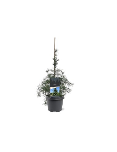 Cedrus Deodara C25/10L  Cedro del Himalaya Azul Plateado | Endanea Garden

