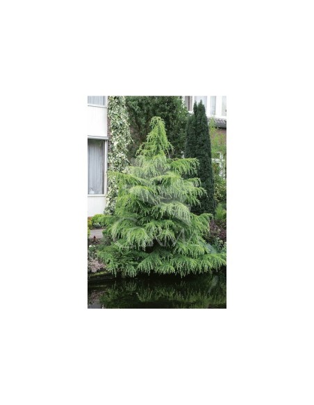 Cedrus Atlantica C25/10L  Cedro Azul Plateado para Jardín | Endanea Garden

