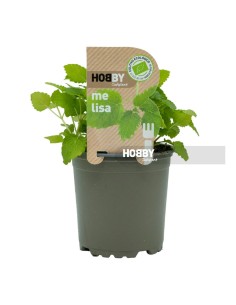 Melisa ECO Planta Ecológica  Infusiones Relajantes y Digestivas | Endanea Garden

